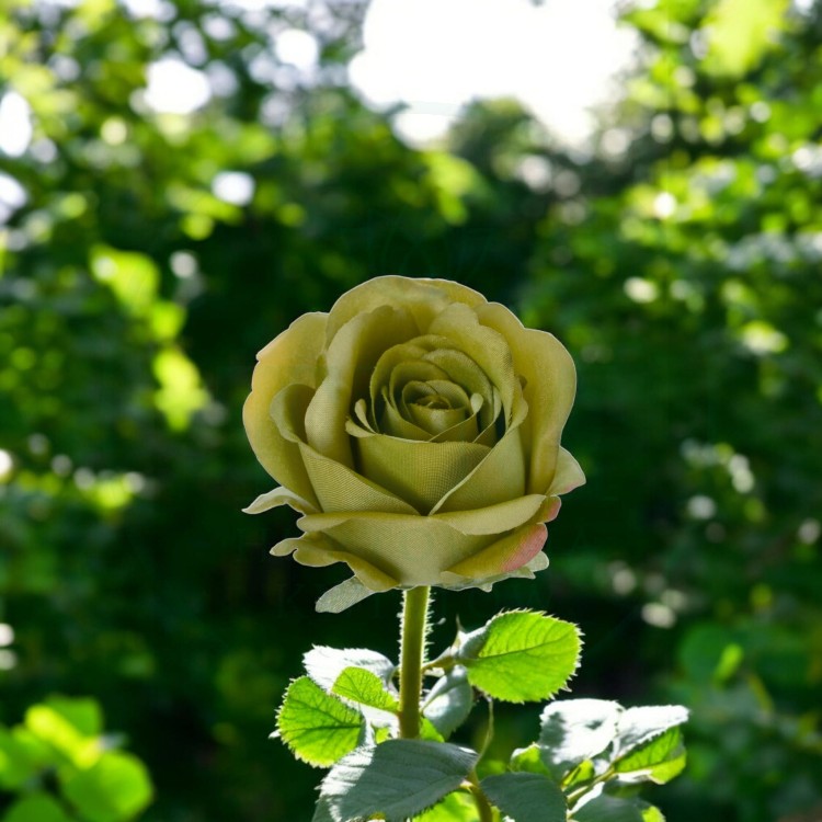 1cf259dea73ad4b441a74df641b02ef6.jpg