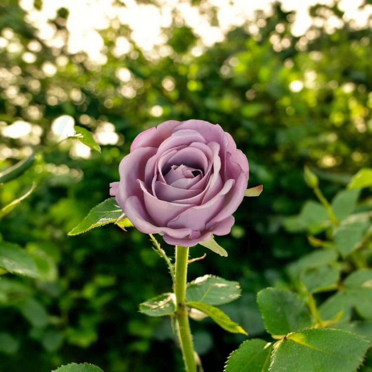 086e6bc9c67e7ee4e78cd8146559df44.jpg