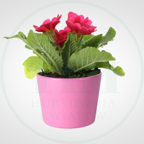 acb61cfde25a18ab31f4131dd1ffe338.jpg