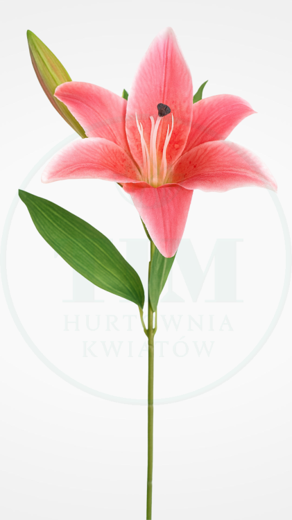 09ef0b4a21c29967b504518601bdc785.png
