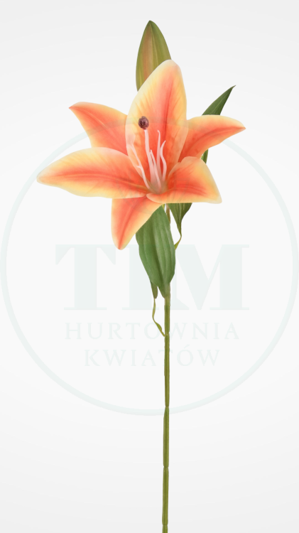 d6bfa217c4c383eb7940de5ededbada8.png