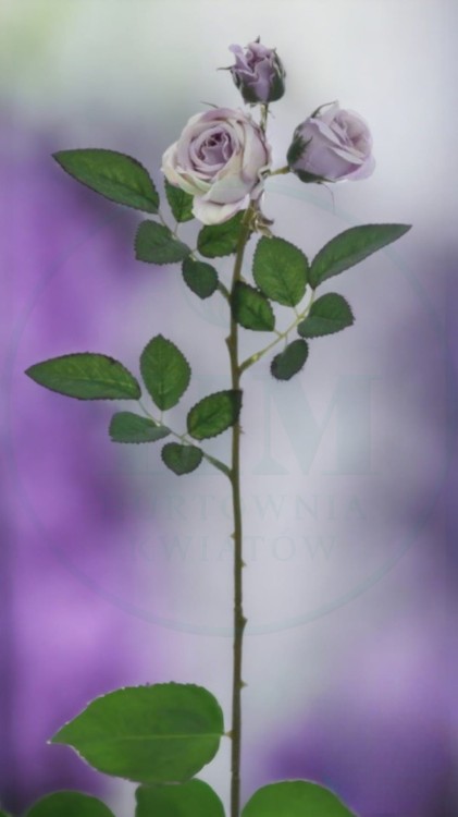 201063afcc23e76afe656b5344603eb0.jpg