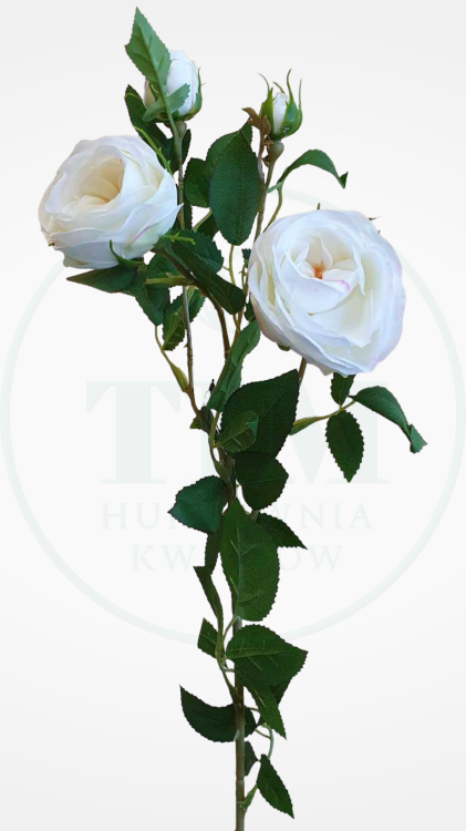 8c0873a18f12f96a38191550eb7d4aea.png
