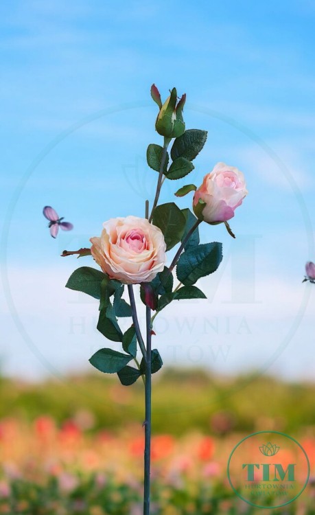 28a896dd4431a7dedbd9f0fb77cc6e4e.jpg