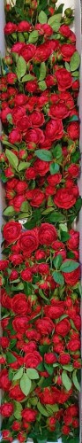 a7d97e6ad9087369f86c1d29cee57570.jpg