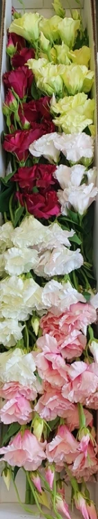 64f3a6dce84727da2f344a9dc5377a38.jpg