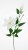 2ec633fe771acefe88ed4a93a9580df0.jpg
