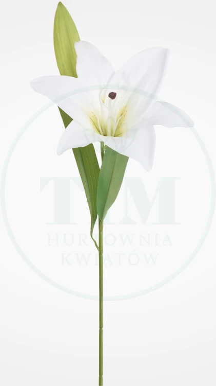 88c9c6782be0036fb8e007efaf0781a8.png