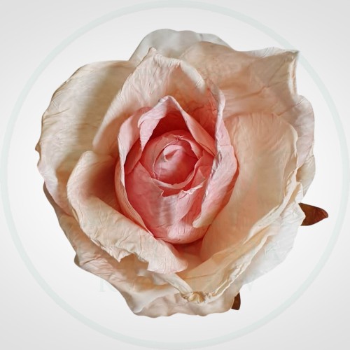ebfa3f29672126ce79b840c917ec3a26.jpg